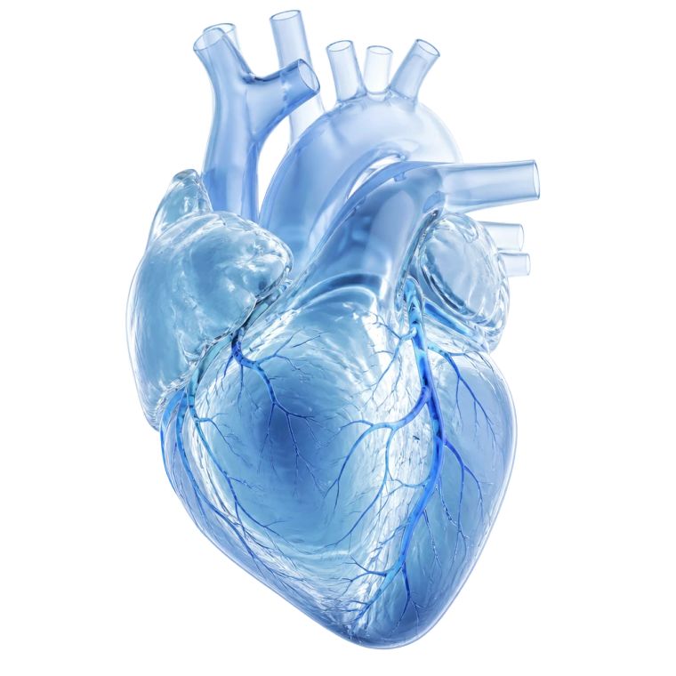 Translucent glass model of a human heart, the anatomy Dr. Muhammad Ali Khan treats